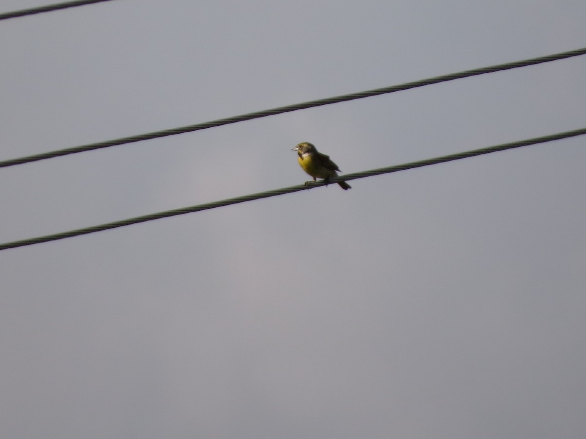 Dickcissel - ML638676633