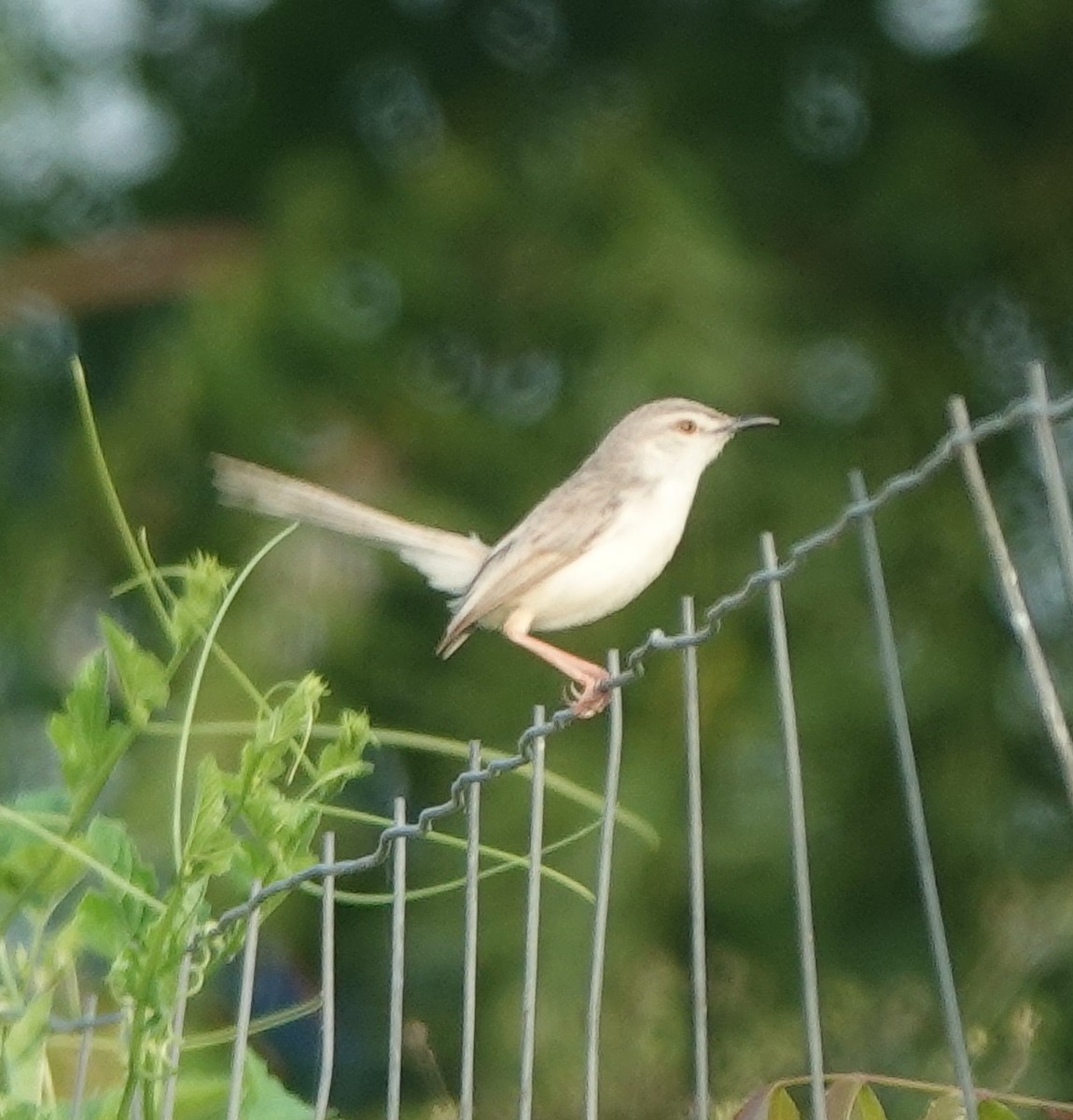 Plain Prinia - ML638676639