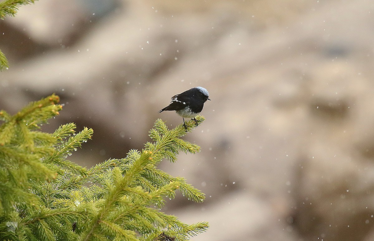 Blue-capped Redstart - ML638676641