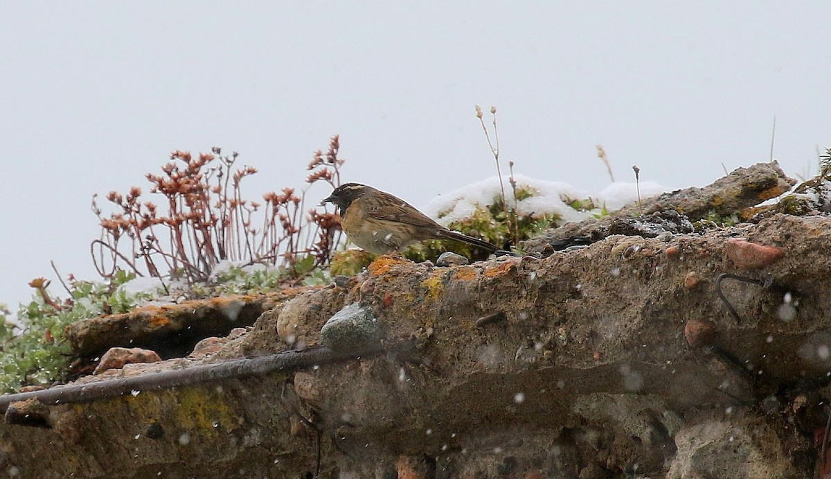 Black-throated Accentor - ML638676642