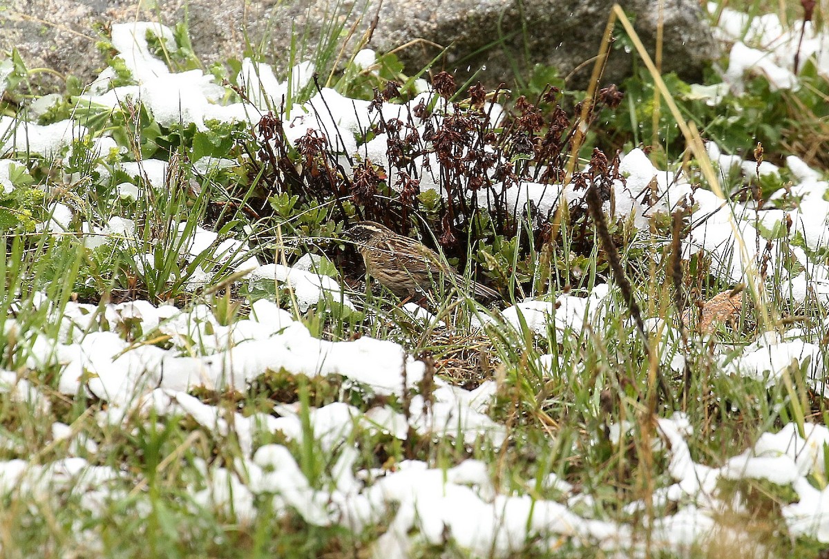 Black-throated Accentor - ML638676643