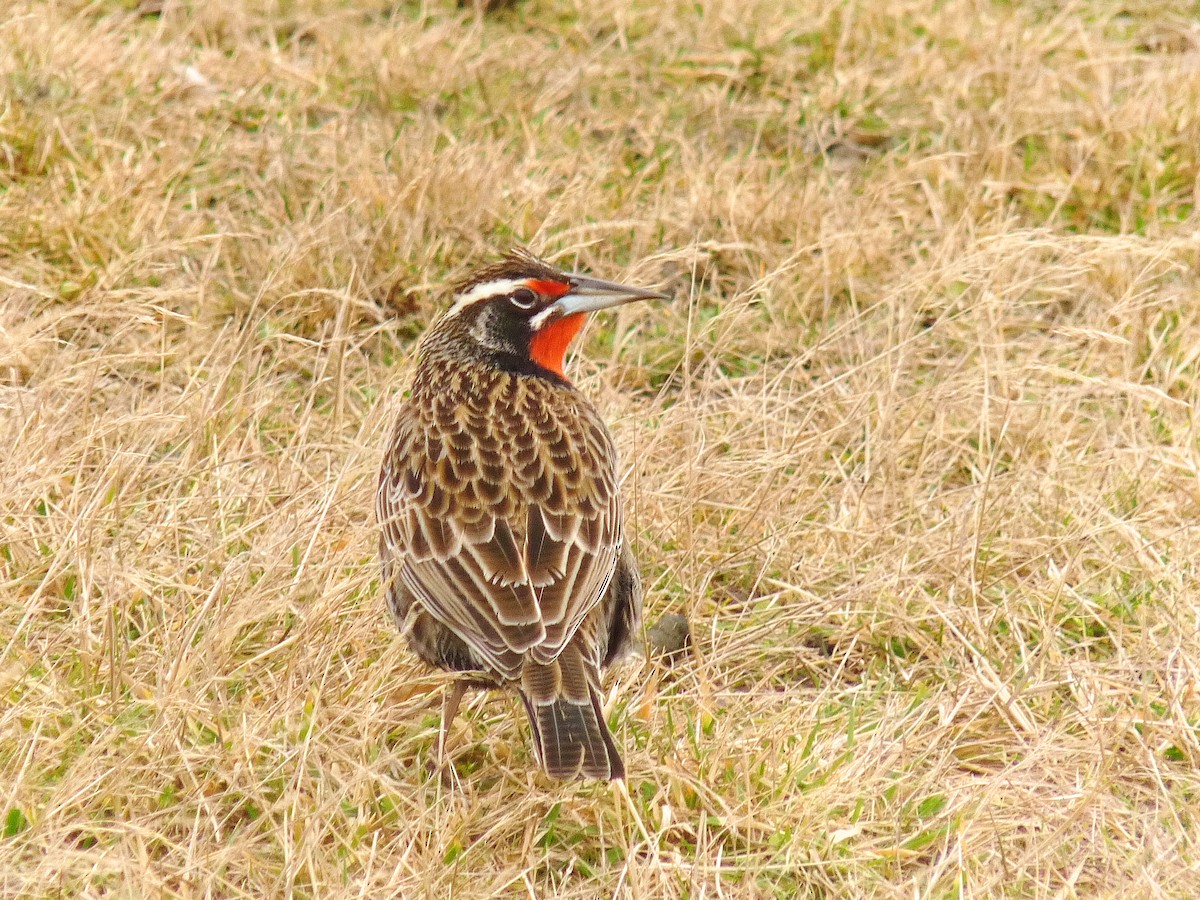 Long-tailed Meadowlark - ML638676645