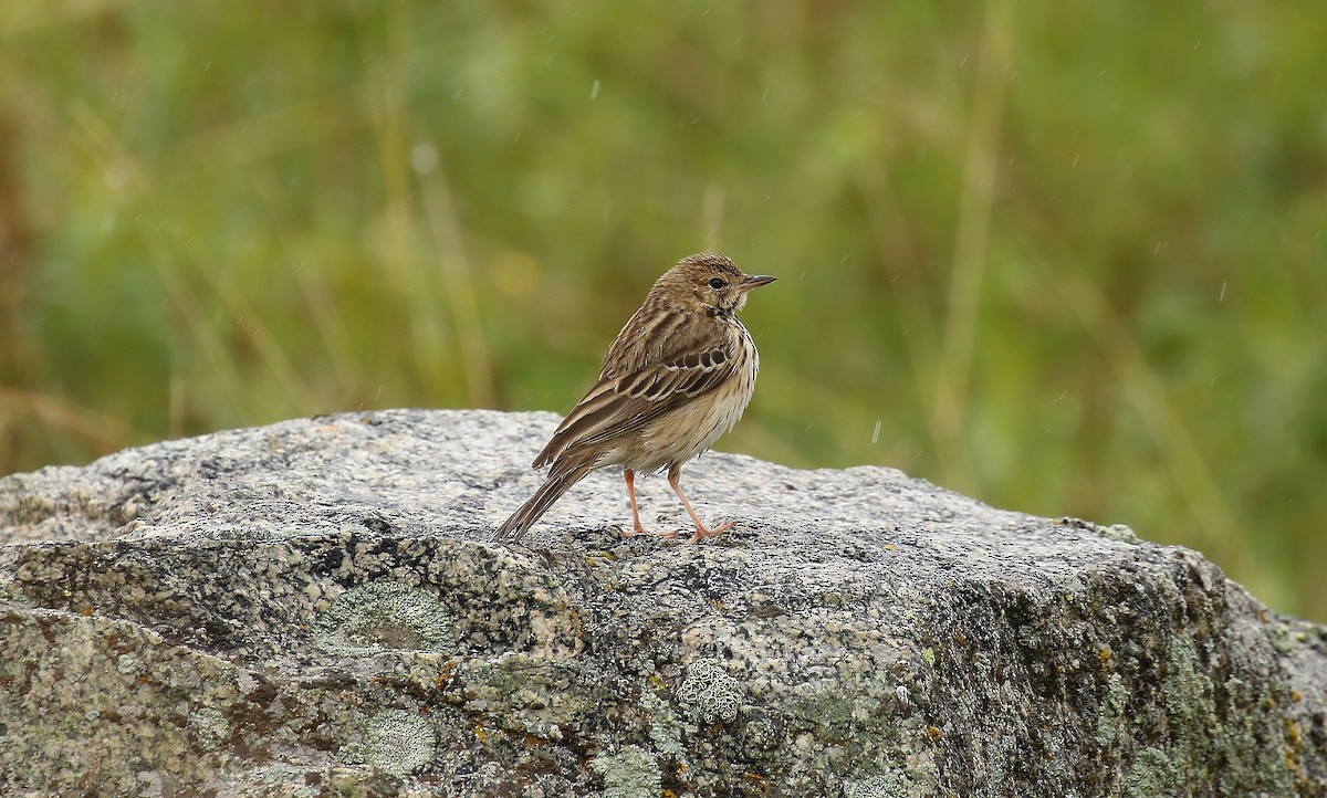 Tree Pipit - ML638676646