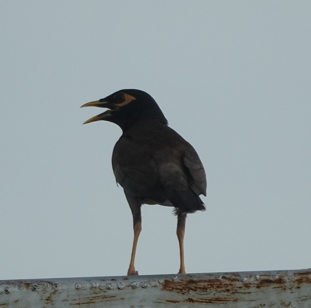 Common Myna - ML638676647