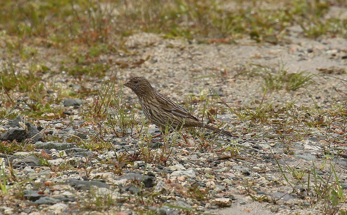 Red-mantled Rosefinch - ML638676648