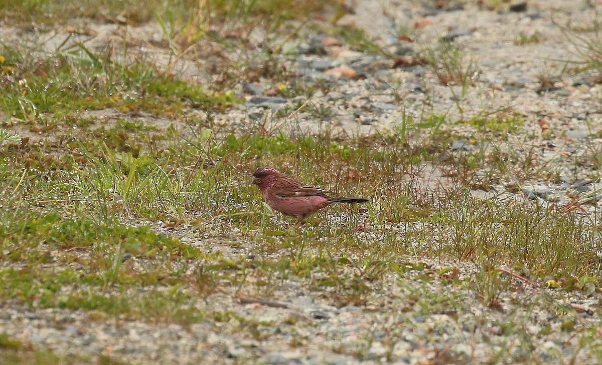 Red-mantled Rosefinch - ML638676649