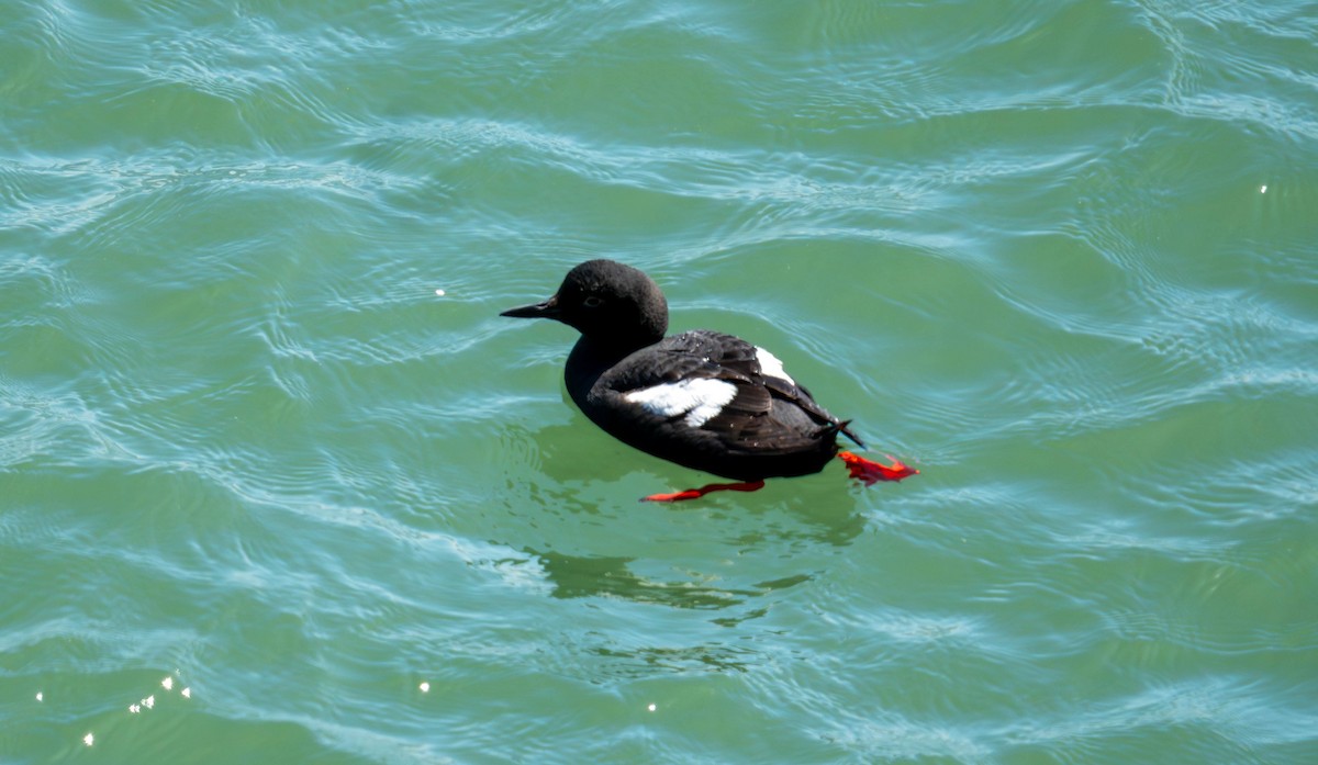 Pigeon Guillemot - ML638676651