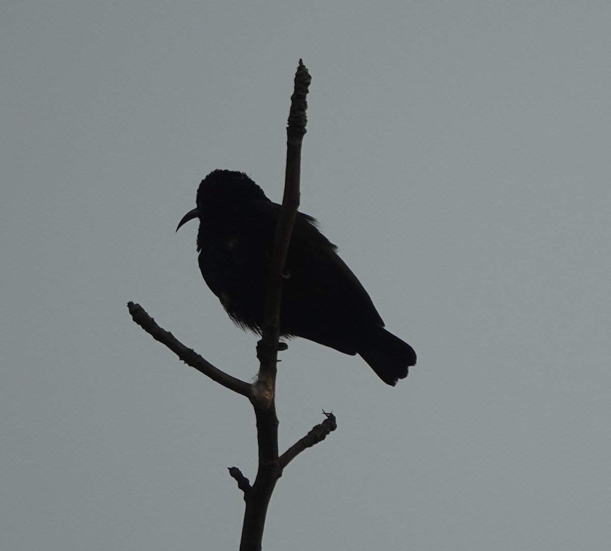 Purple Sunbird - ML638676654