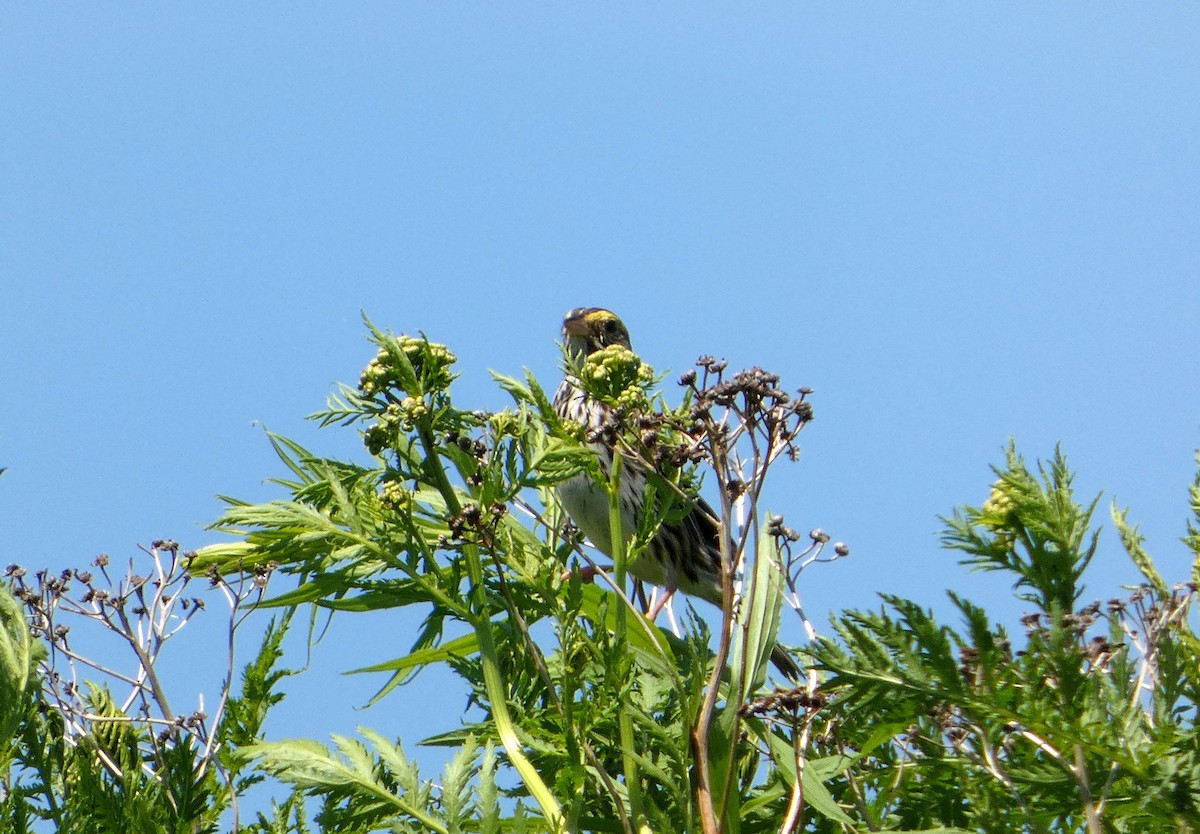 Savannah Sparrow - ML638676655