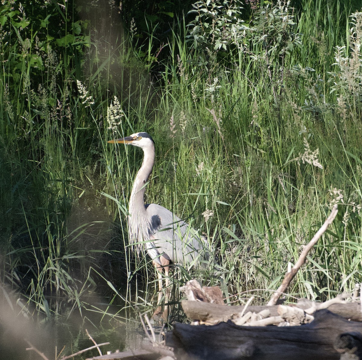 Great Blue Heron - ML638676660