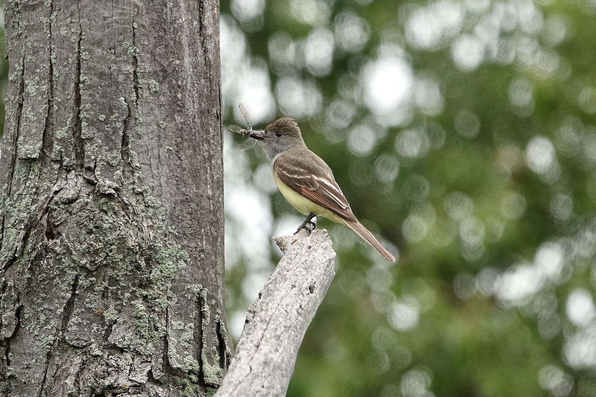 Great Crested Flycatcher - ML638676661