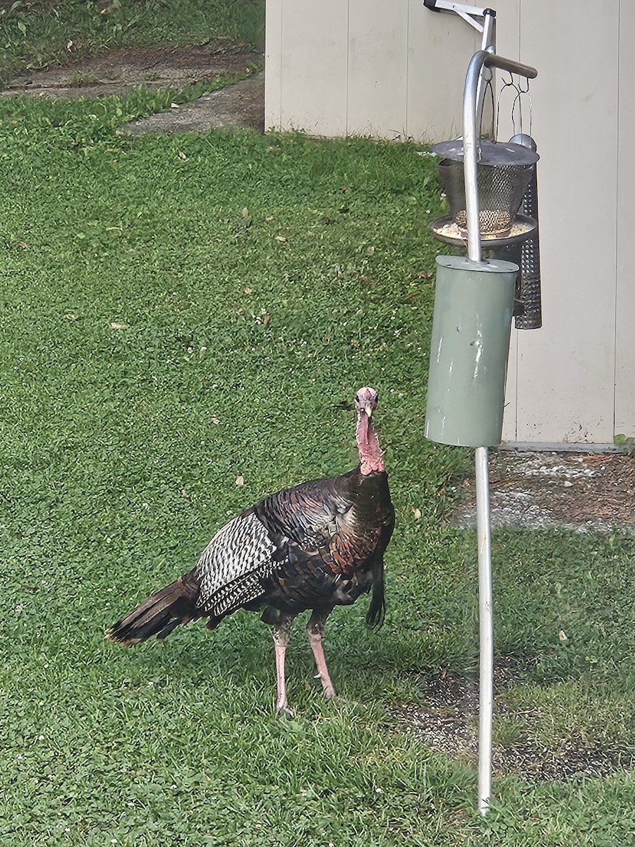 Wild Turkey - ML638676663