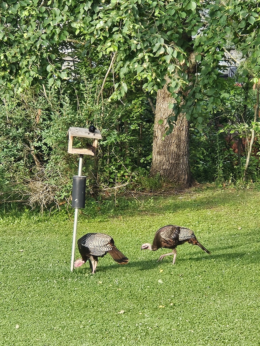 Wild Turkey - ML638676664