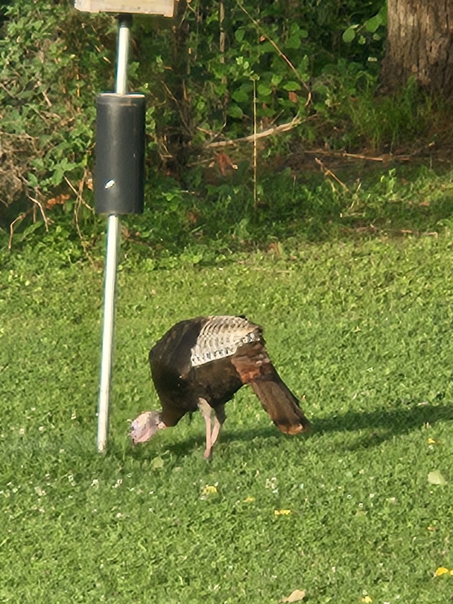 Wild Turkey - ML638676665