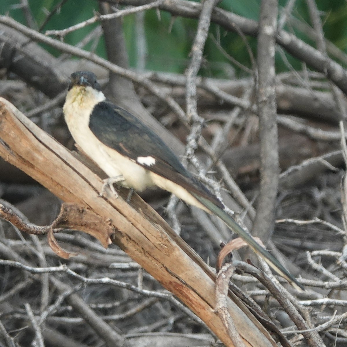 Pied Cuckoo - ML638676666