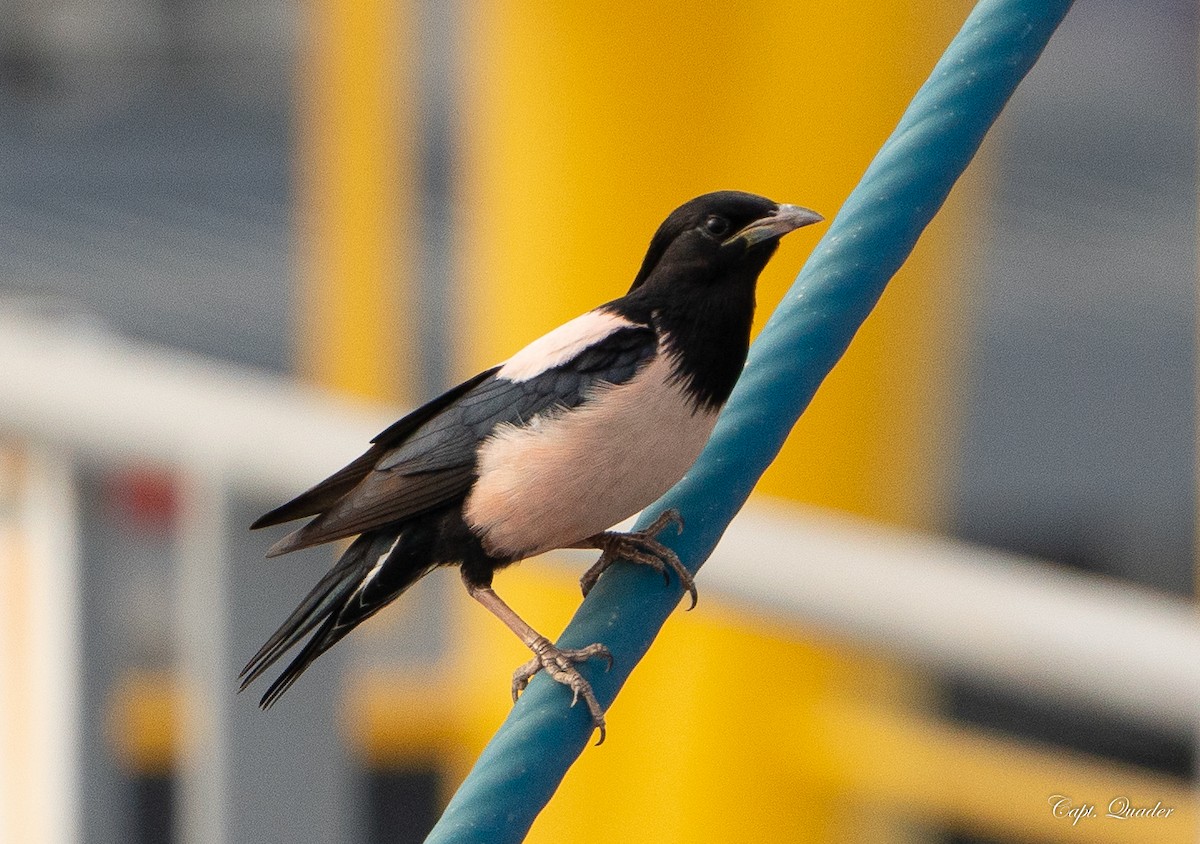 Rosy Starling - ML638676667