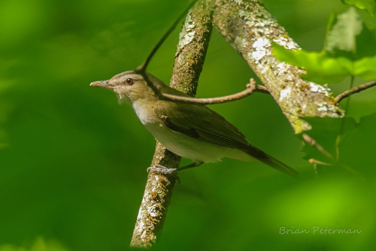 Red-eyed Vireo - ML638676669