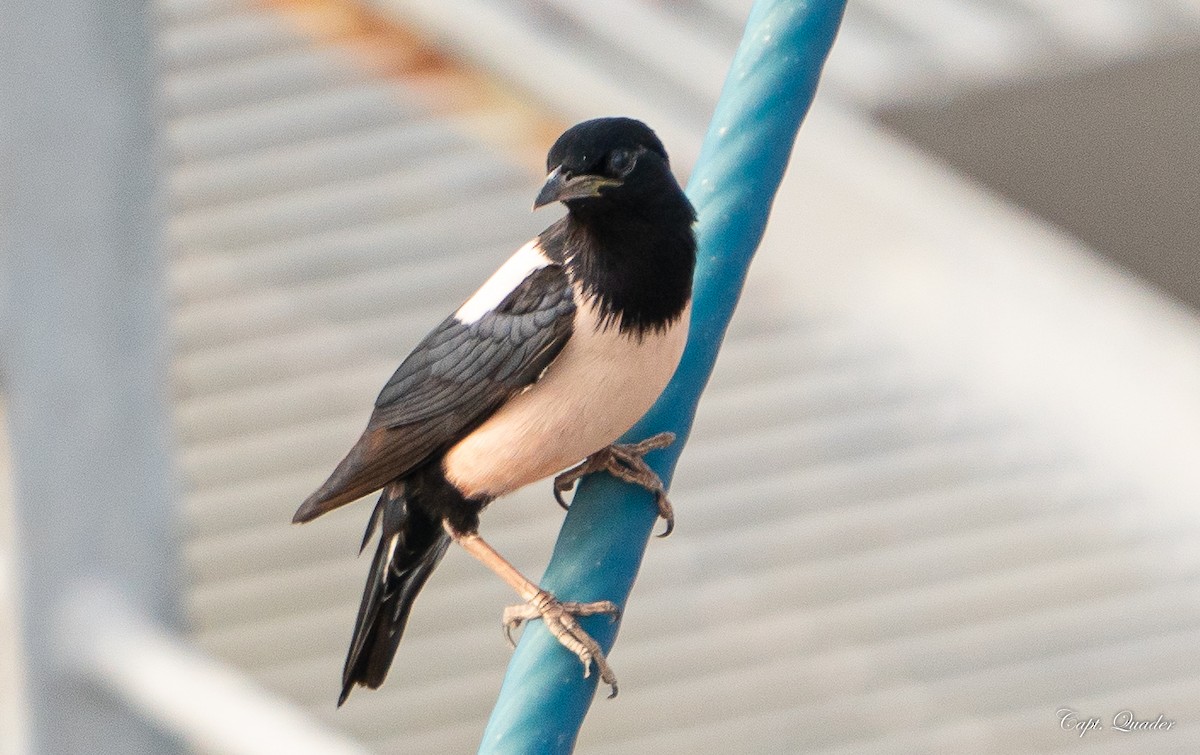Rosy Starling - ML638676670