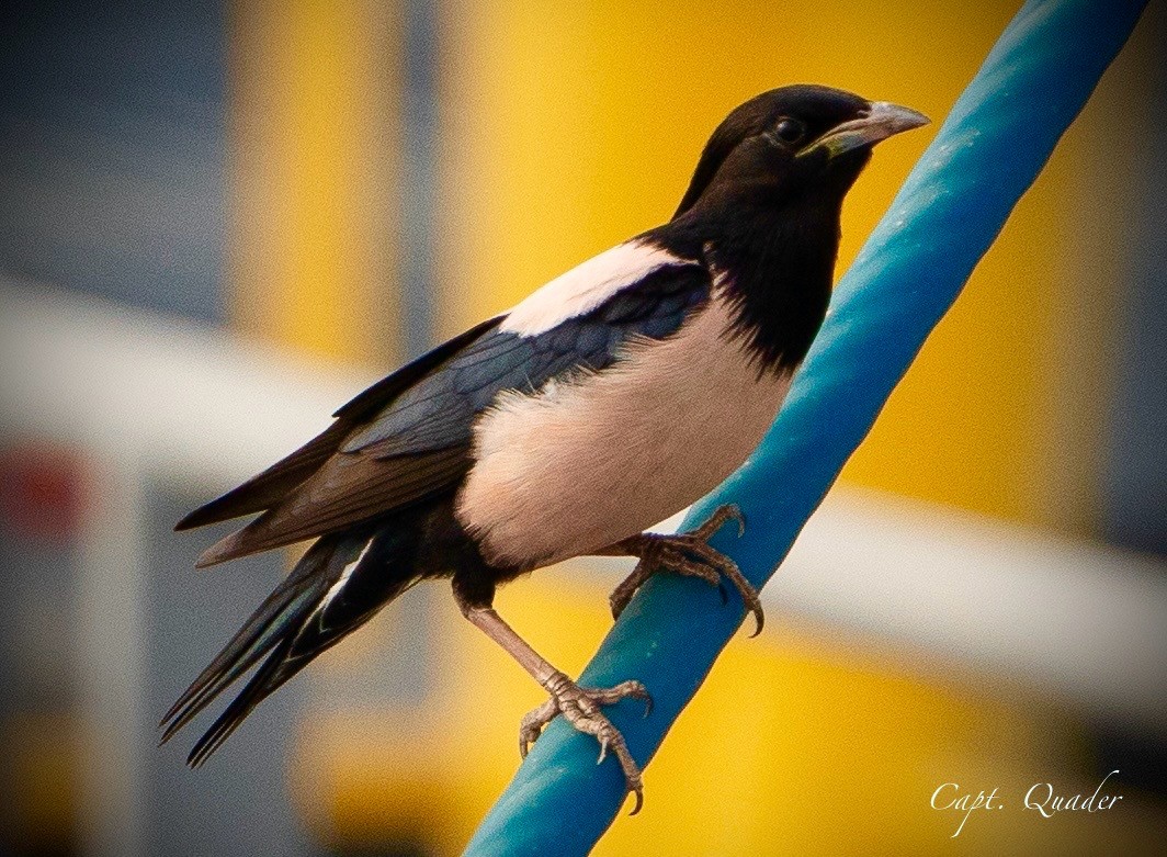 Rosy Starling - ML638676672
