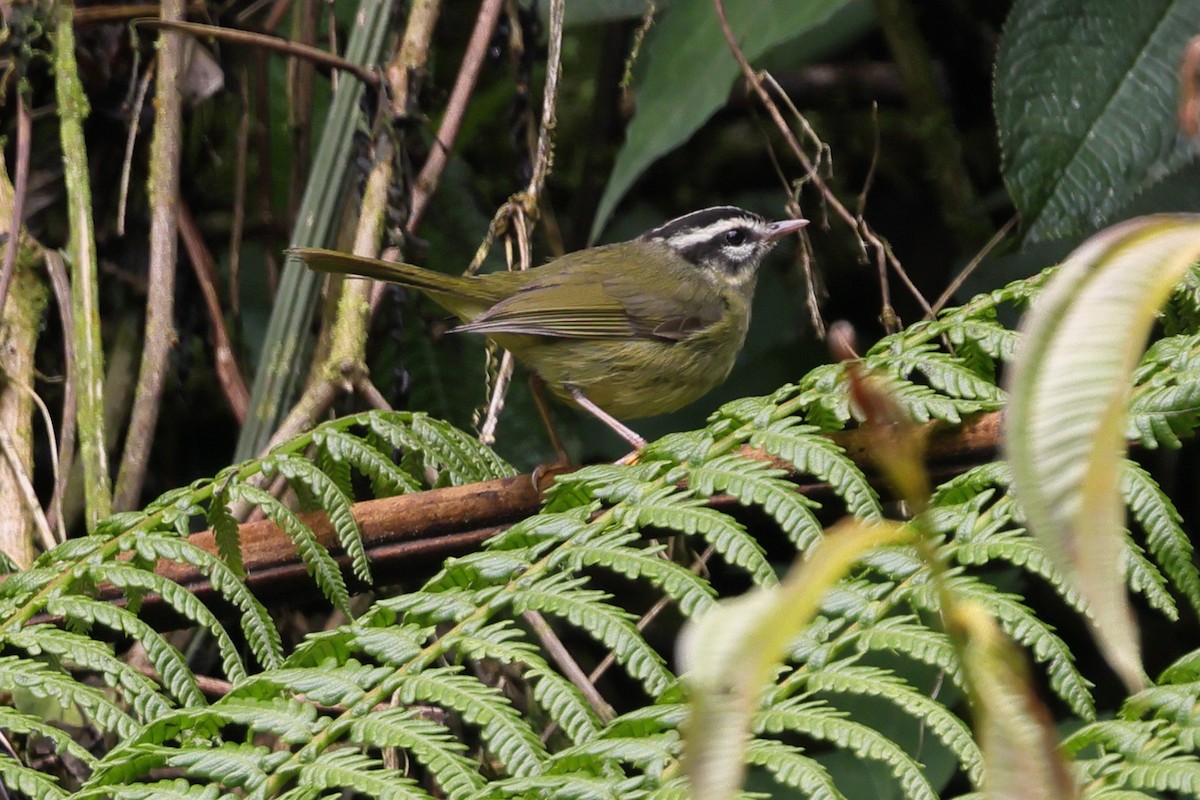 Yungas Warbler - ML638676696