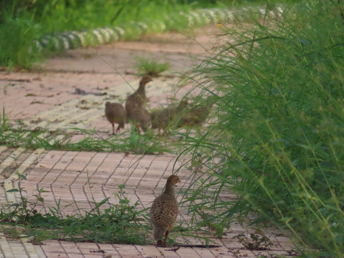 Gray Francolin - ML638676697
