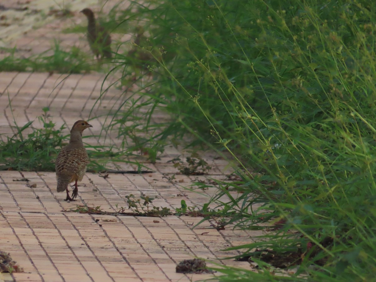 Gray Francolin - ML638676698