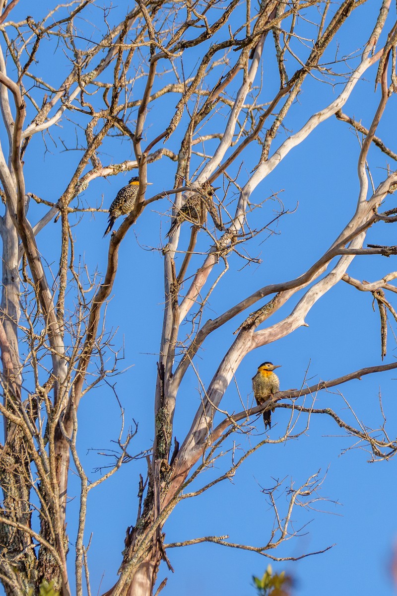 Campo Flicker - ML638676709