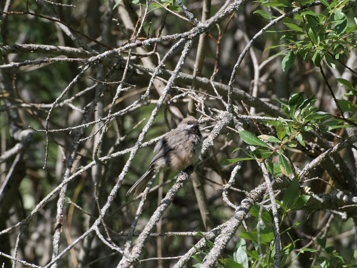Boreal Chickadee - ML638676715