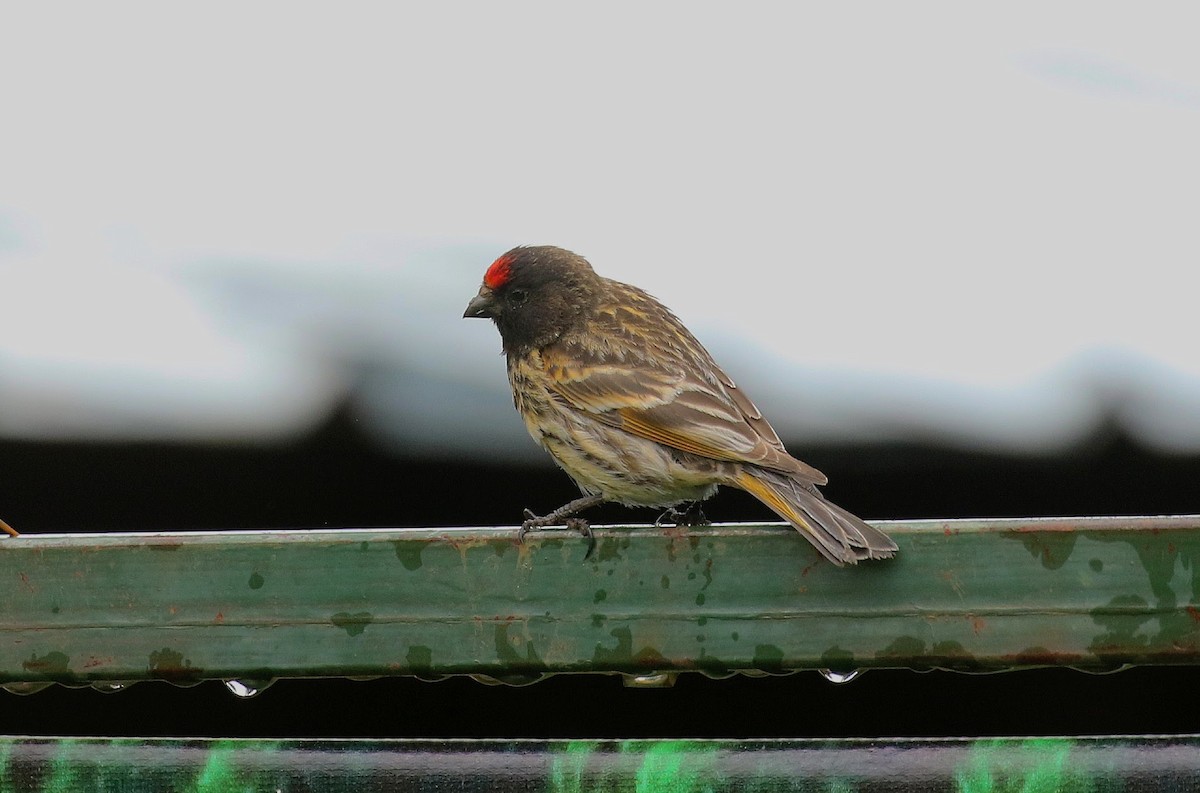 Txirriskila kopetagorria - ML638676717