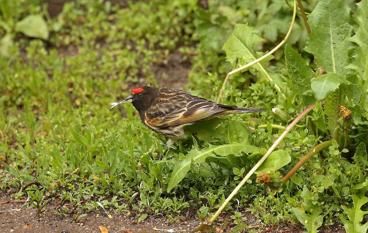 Txirriskila kopetagorria - ML638676719
