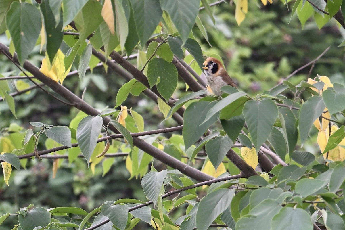 Spot-breasted Parrotbill - ML638676722