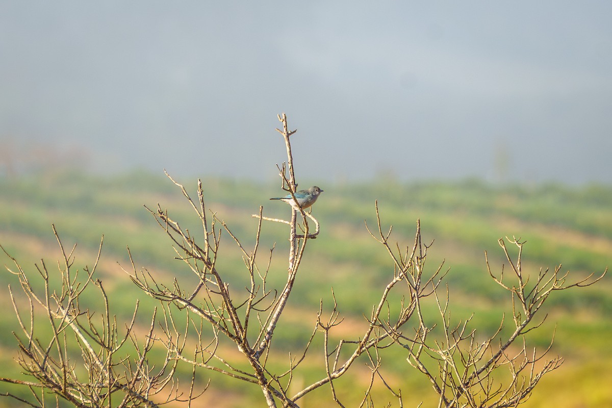 Sayaca Tanager - ML638676730
