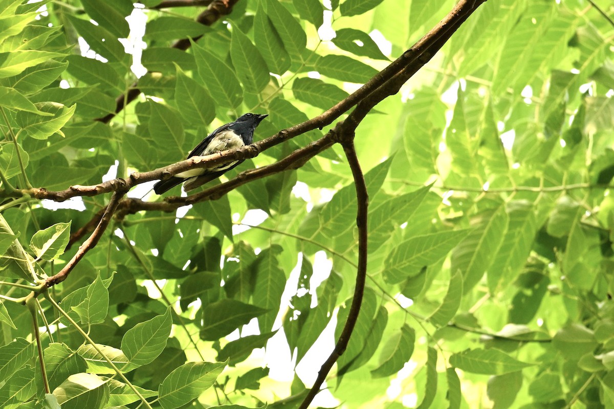Zappey's Flycatcher - ML638676744