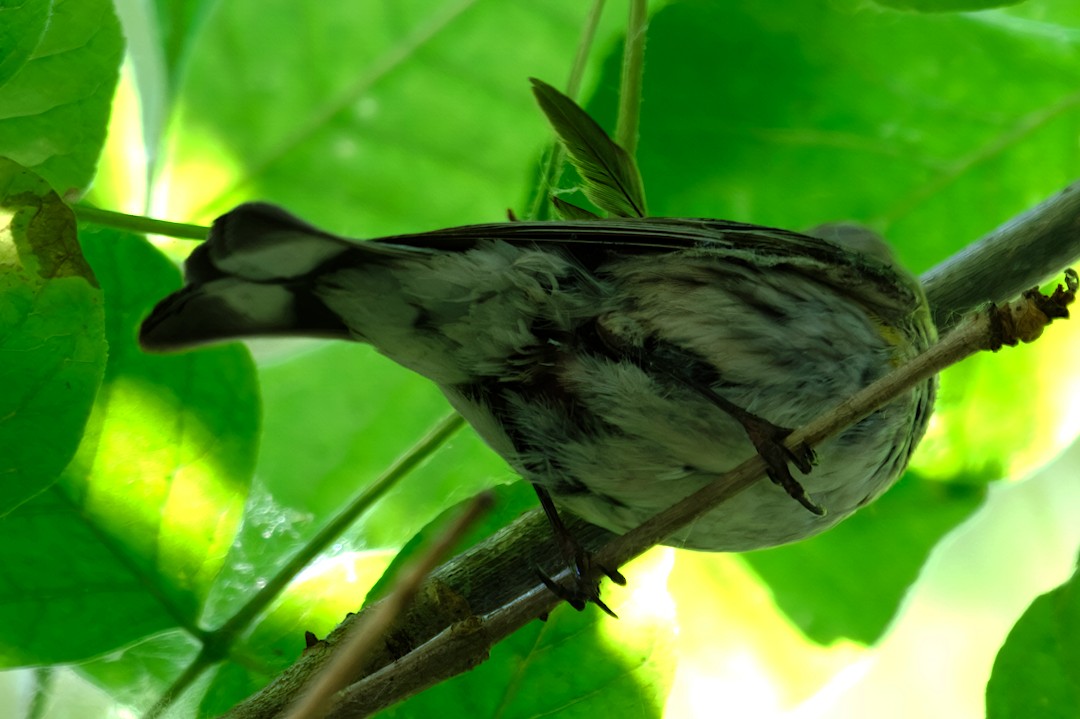 myrteparula (auduboni) (sitronstrupeparula) - ML638676801