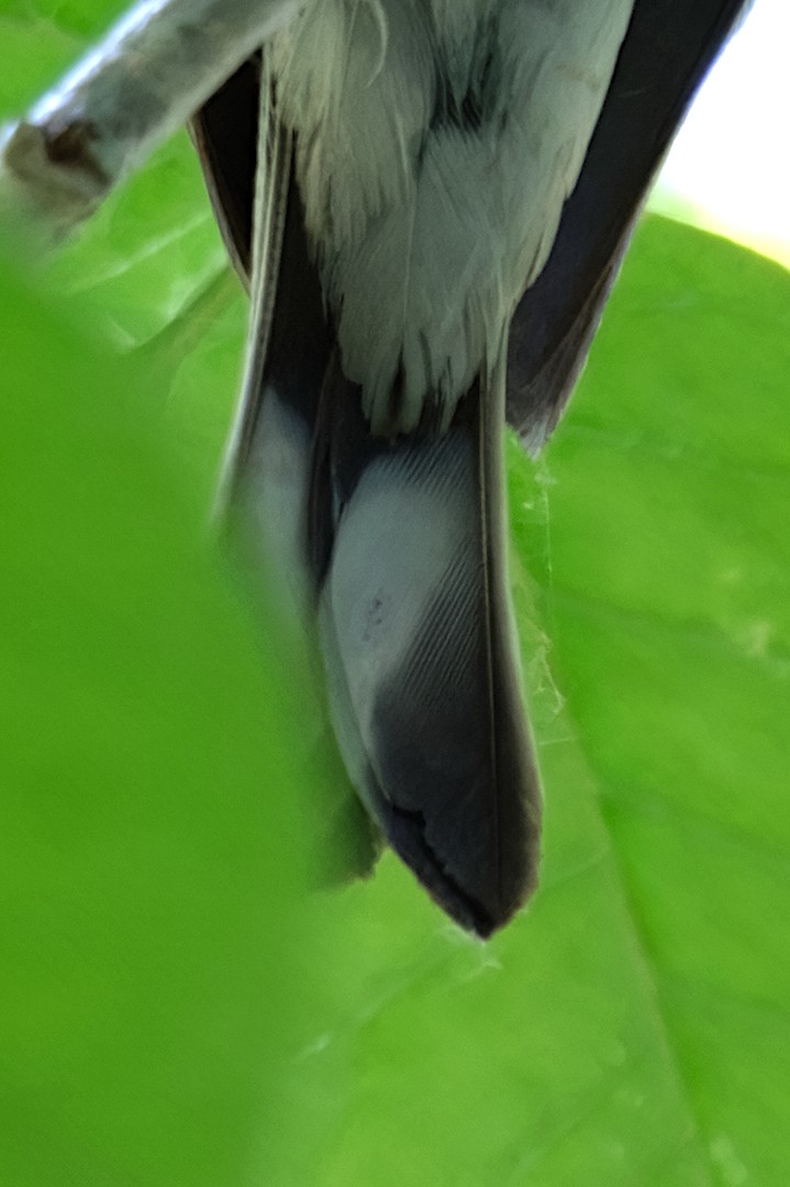 myrteparula (auduboni) (sitronstrupeparula) - ML638676802