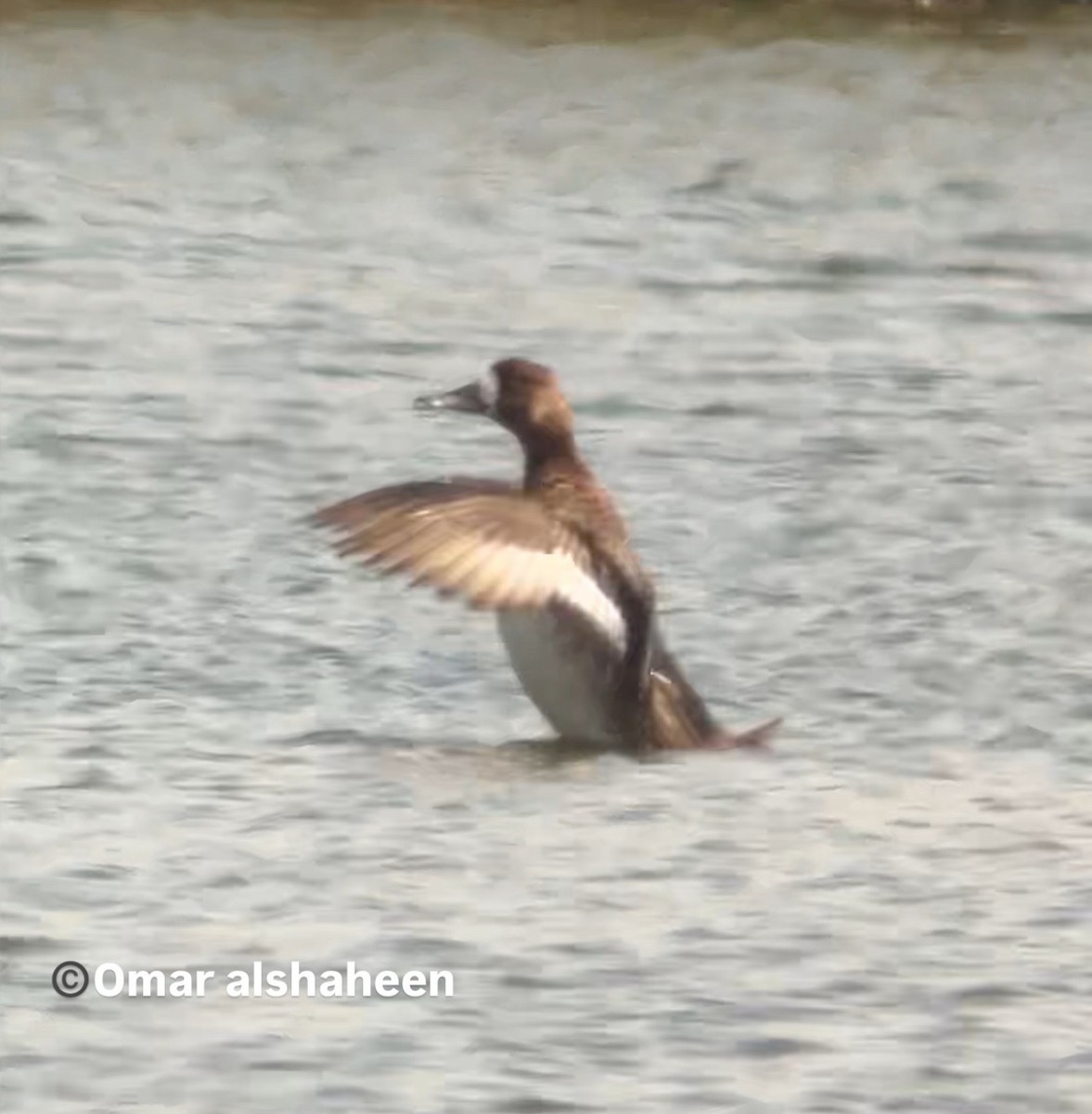 Greater Scaup - ML638676805