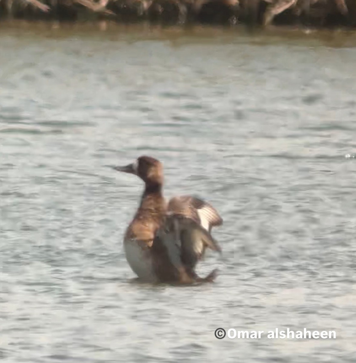 Greater Scaup - ML638676806