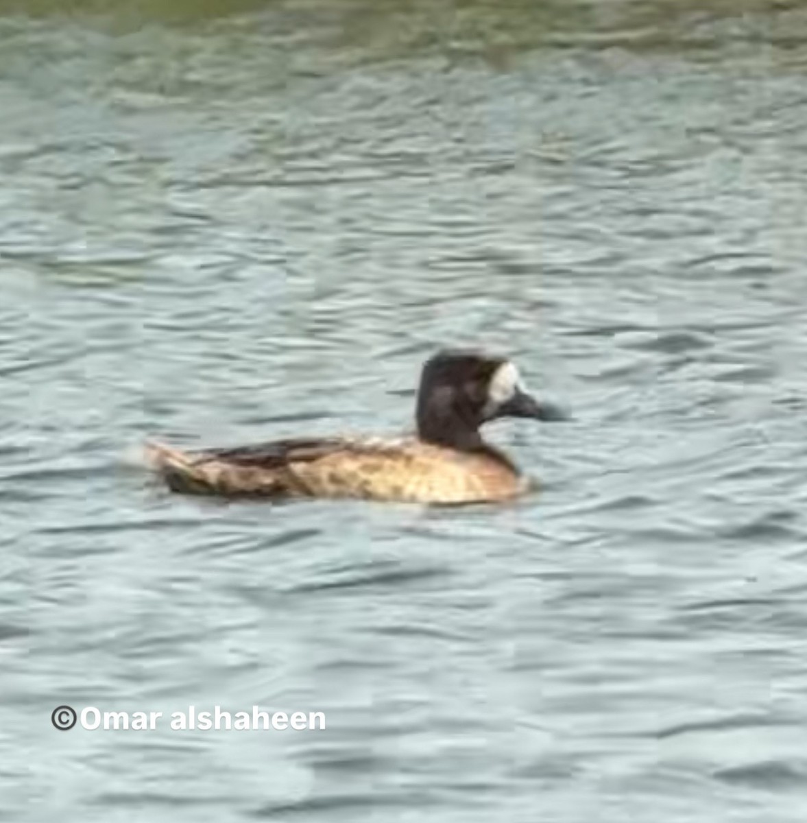 Greater Scaup - ML638676807
