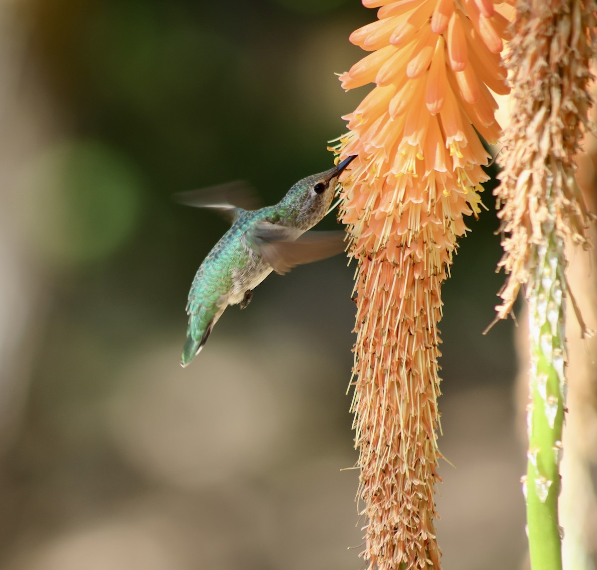 Anna's Hummingbird - ML638676819