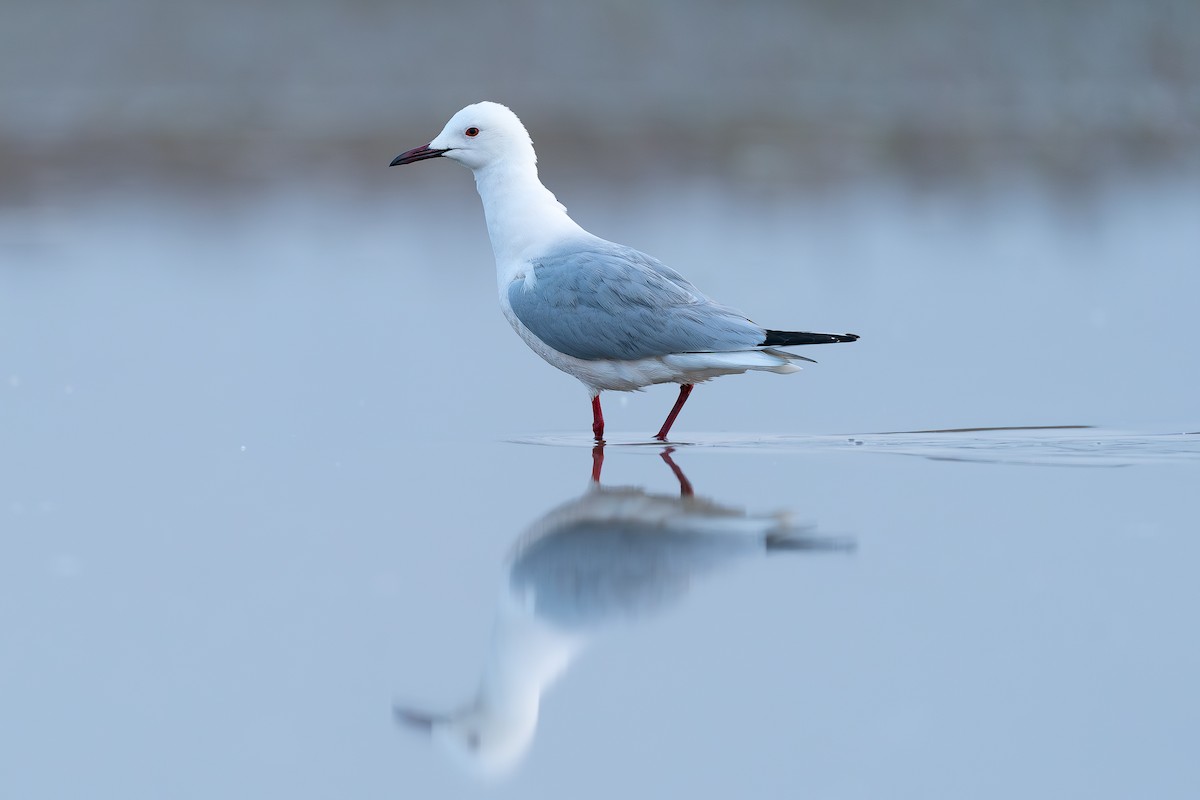 Slender-billed Gull - ML638676829