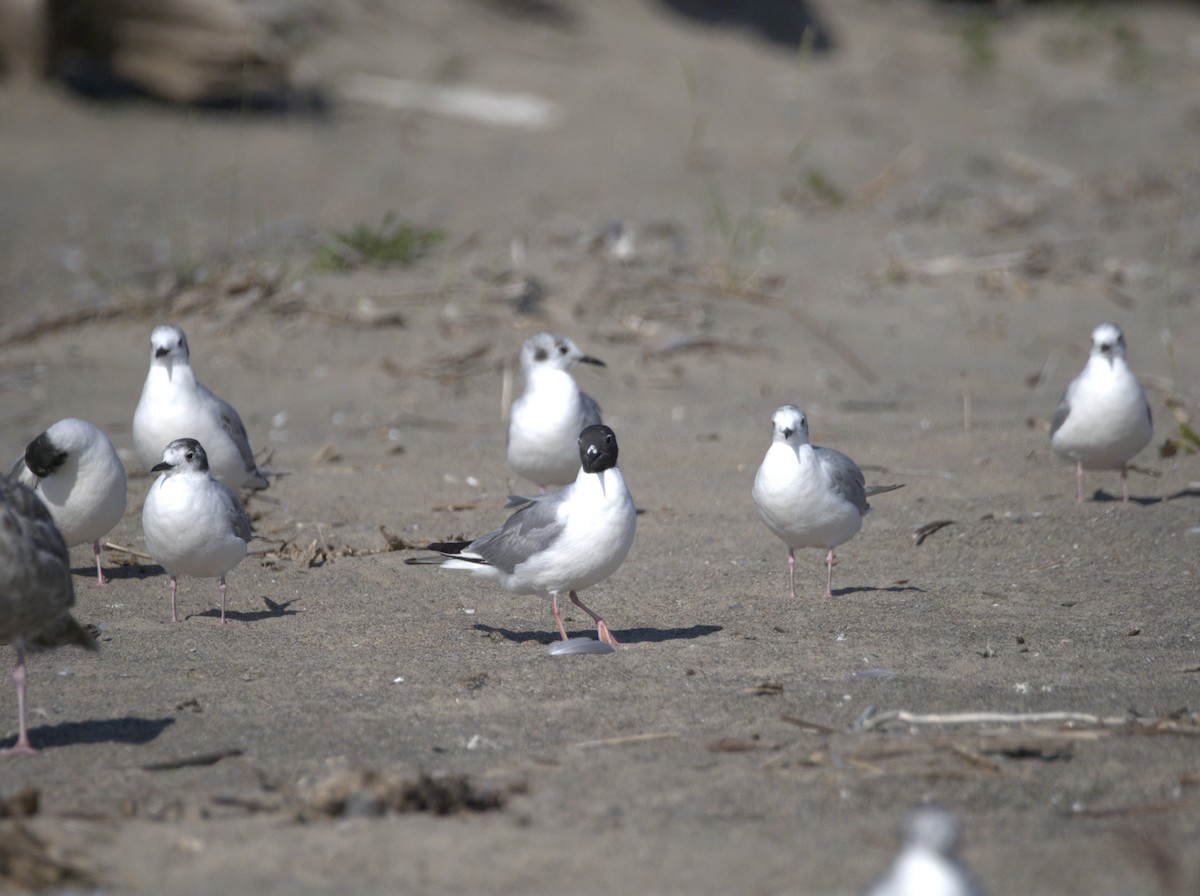Bonaparte's Gull - ML638676864