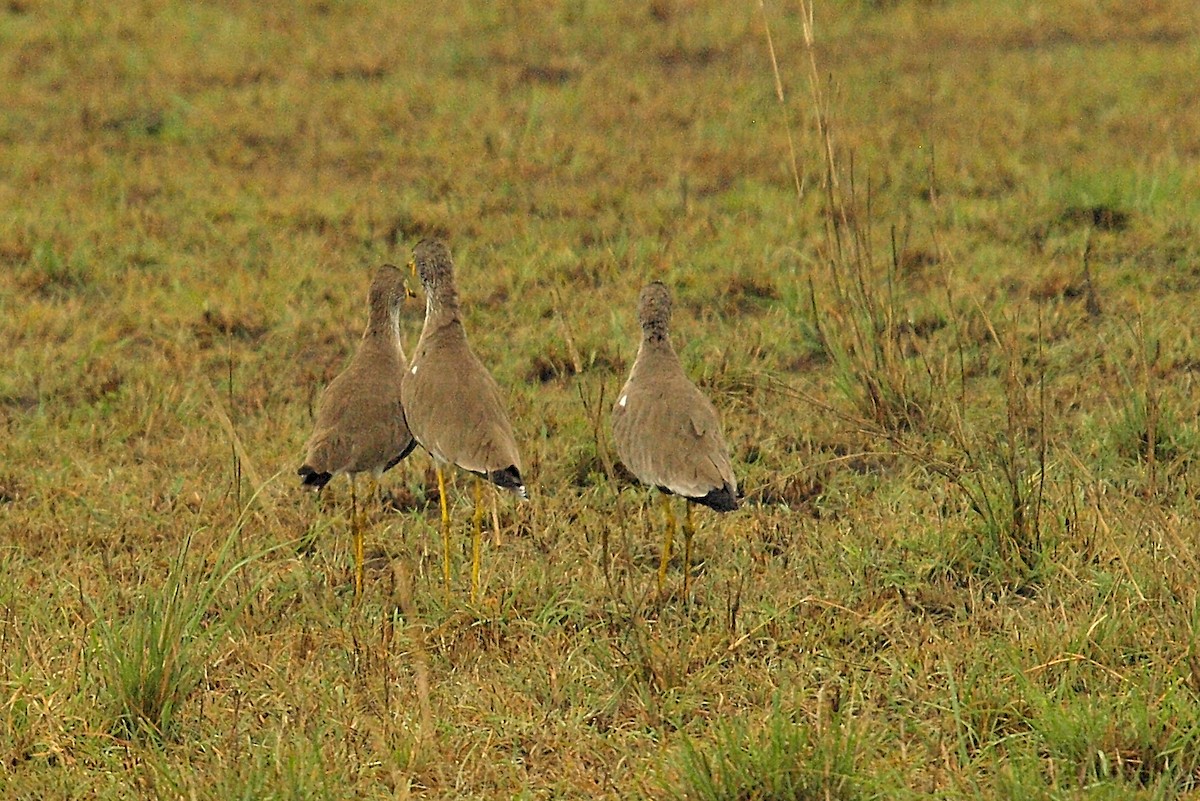 Wattled Lapwing - ML638676964