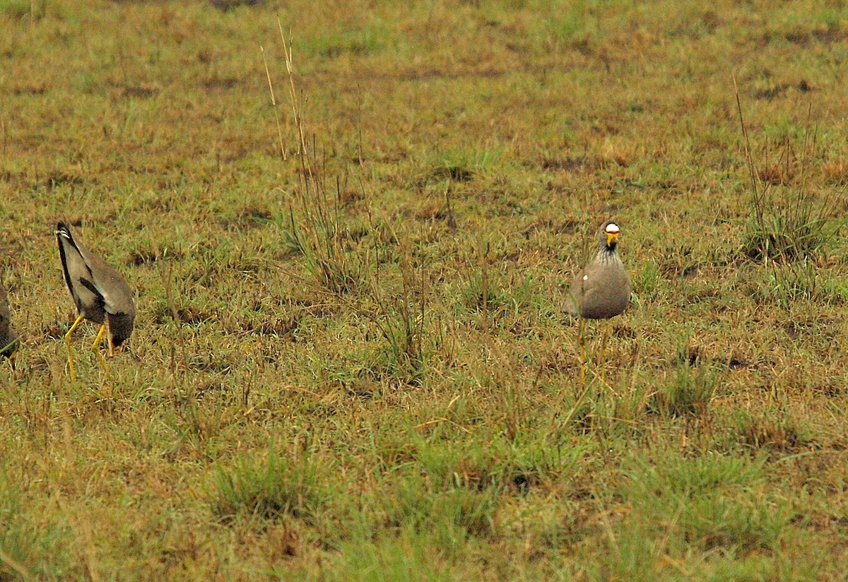Wattled Lapwing - ML638676965