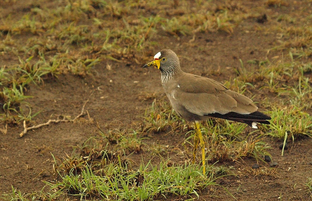 Wattled Lapwing - ML638676966