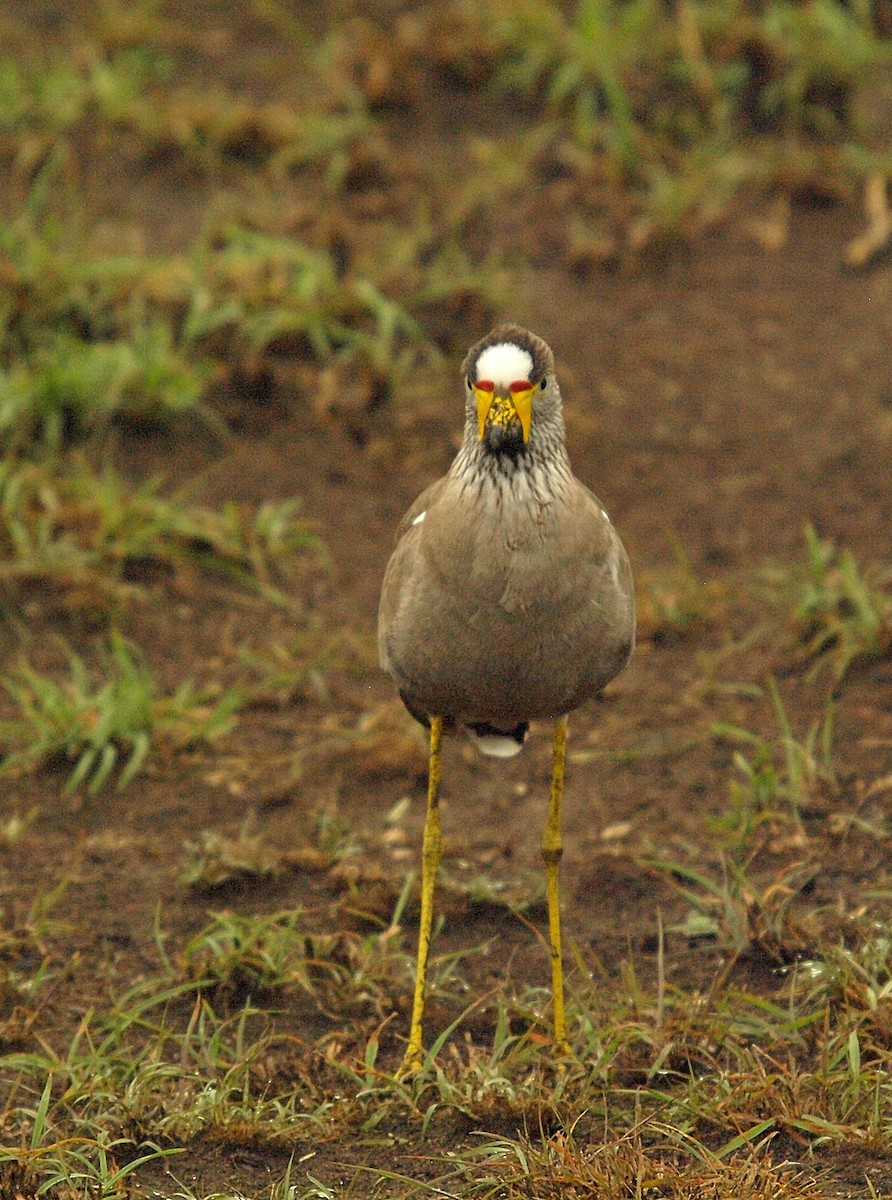 Wattled Lapwing - ML638676967