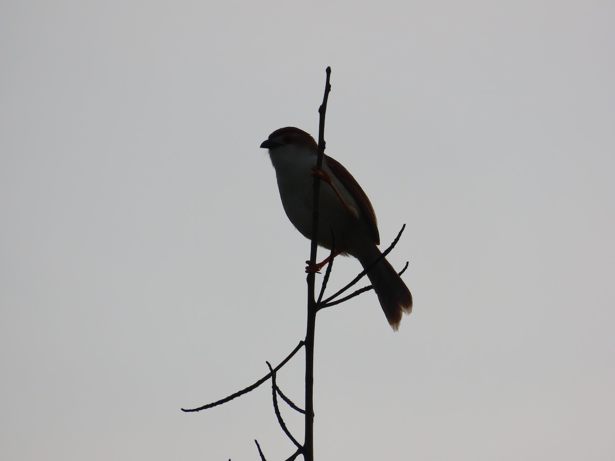 Yellow-eyed Babbler - ML638676995