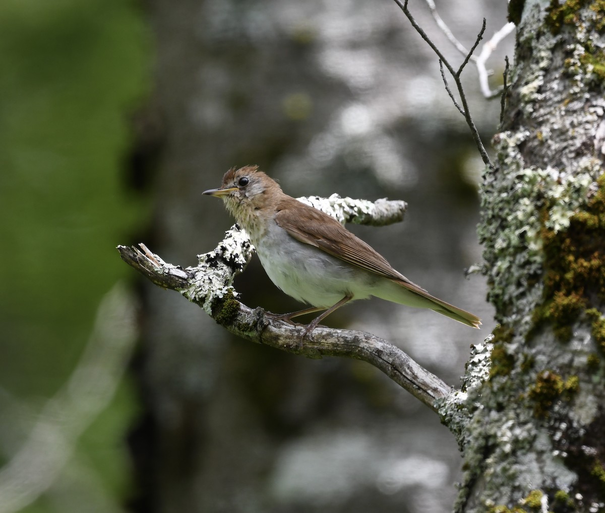 Veery - ML638677010
