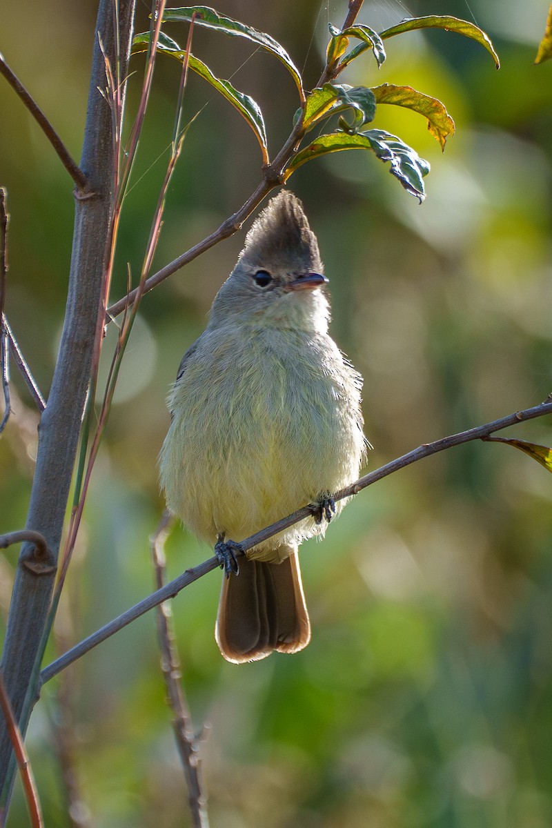 Plain-crested Elaenia - ML638677025
