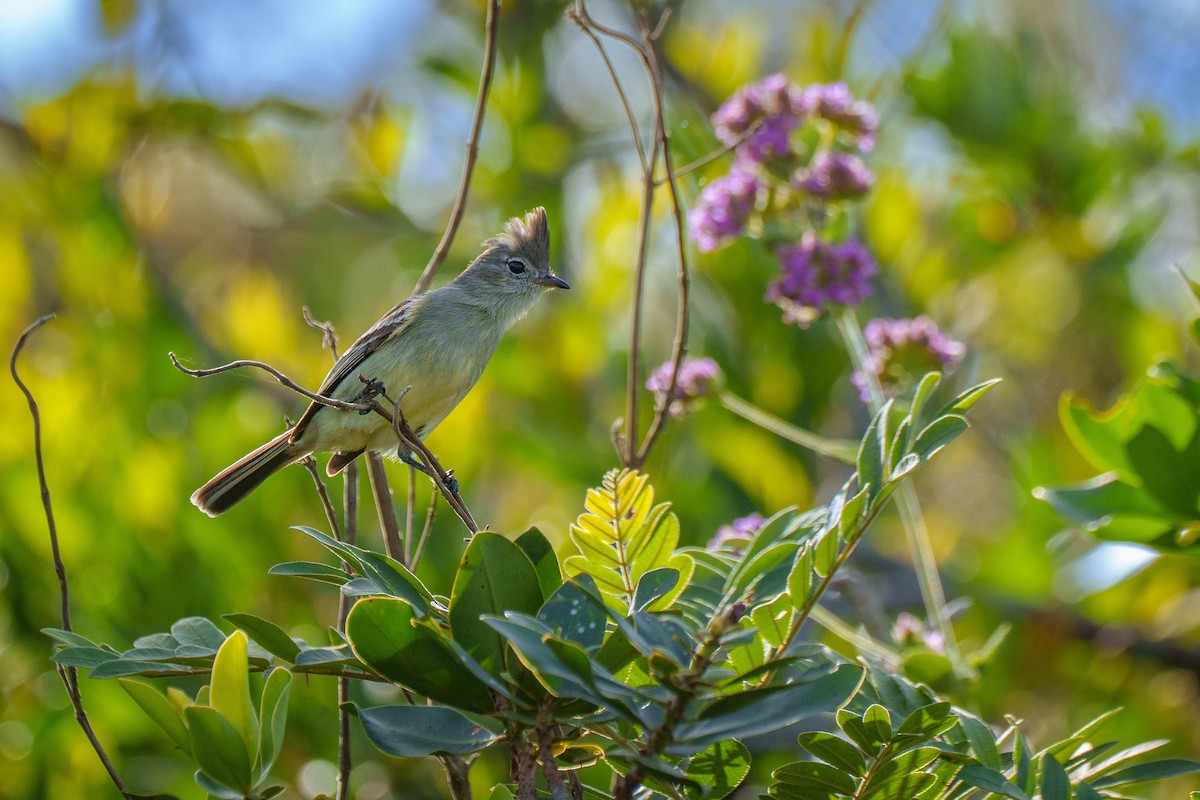 Plain-crested Elaenia - ML638677026
