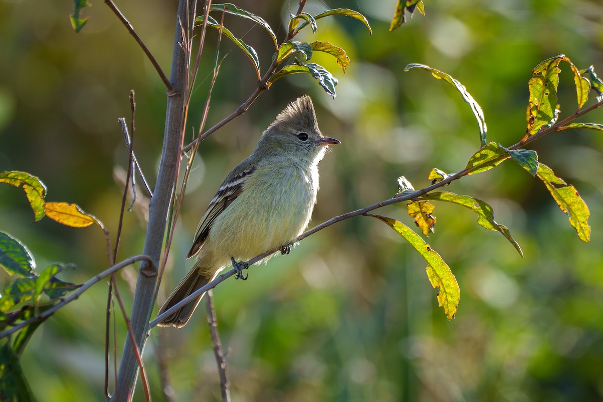 Plain-crested Elaenia - ML638677028